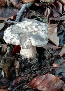 Pat 02 Vreemde versteende paddenstoel